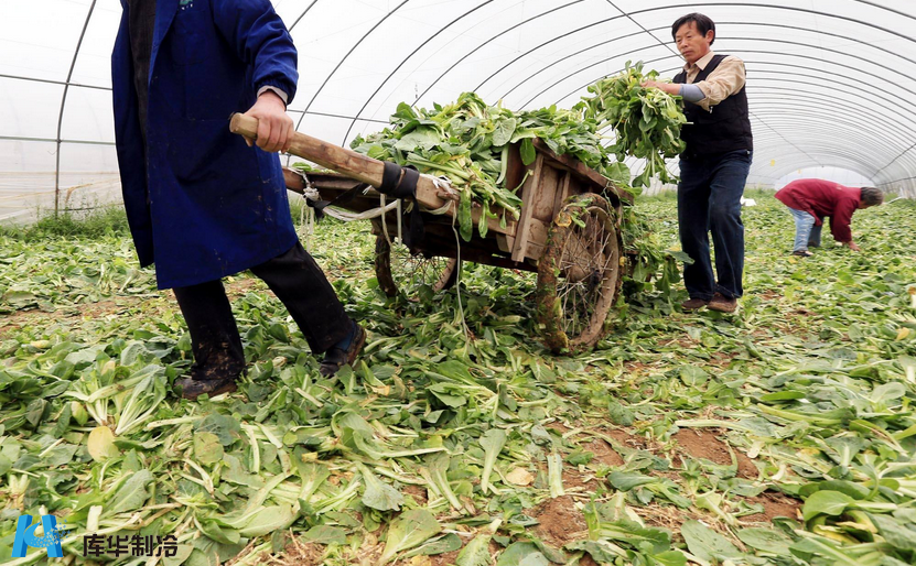 蔬菜冷庫建造